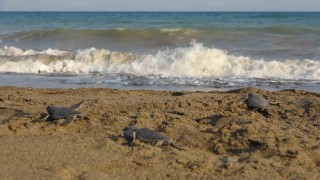 Yavru caretta carettların çıkışları tamamlandı: 210 bin yavru denizle buluştu