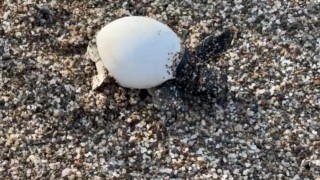 Yavru carettalar yumurtalardan çıkıp denizle buluştu