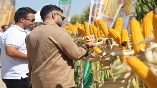 Yeni hibrit mısır çeşitleri Konyada çiftçilere tanıtıldı