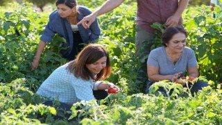 Yerel tohumlu bostanda hasat başladı