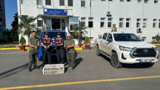 Yeşilbaşlı yaban ördeklerini avda mühre olarak kullanan avcılara 64 bin lira ceza