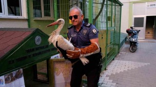 Yol kenarında bulunan yaralı leylek koruma altına alındı