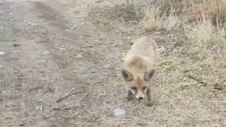 Yolda karşısına çıkan tilkiyi çerezle besledi