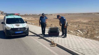 Yolda yaralı halde bulunan yavru tilki koruma altına alındı