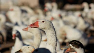 Yozgatlı girişimci 5 kazla başladı, üretimi 850ye çıkardı