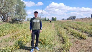 Yozgatta üniversite öğrencisi, ürettiği domatesleri tarlasında tüketicilerle buluşturuyor