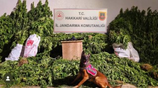 Yüksekovada 630 kök kenevir ve 61 kilo esrar ele geçirildi