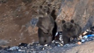 Yüksekovada aç ayılar şantiye çöplüğüne indi