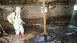 Yüksekovada hayvan aşılama ve dezenfeksiyon çalışmaları devam ediyor