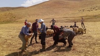 Yüksekovada hayvan aşılama ve kimliklendirme çalışması devam ediyor
