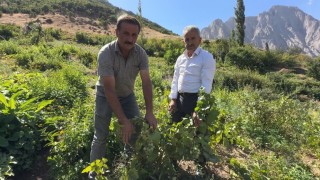 Yüksekovada yerli üzümün merkezi: Yeşiltaş köyü