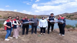 Yüzbinlerce balık suyla buluştu