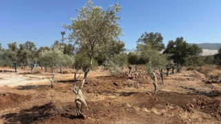 Zeytin ağaçları bilimsel yöntemlerle yeni yerlerine taşındı