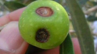 Zeytin üreticilerine meyve dökülmesi uyarısı