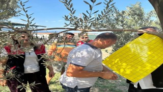 Zeytin üreticilerine zeytin sineğiyle mücadele için tuzak dağıtıldı