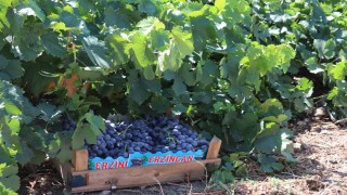 Zirai dondan etkilenen çiftçilere destek