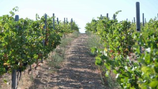 Zirai dondan etkilenen üreticilere destek