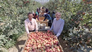 Zirai donun vurduğu Karamanda elma hasadı buruk başladı