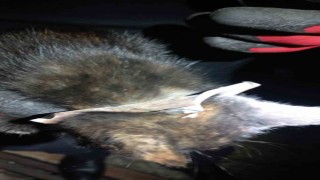 Zonguldakta yürekleri ısıtan kurtarma