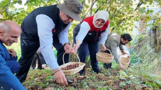 2024te 794 ton kestane üretimi gerçekleşti