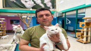 30 yıllık emek: Van kedilerine bir ömür adadı