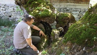 300 yıllık dut ağacında dikkat çeken detay