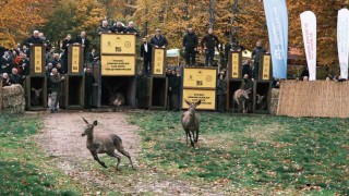 7 kızıl geyik doğaya salındı, GPS ile adım adım takip edilecek