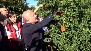 9 ülkeye ihraç edilen narın hasadı başladı