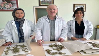 90 bin bitki örneğiyle bilimsel bir hazine: VANF Herbaryumu