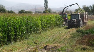 98 dönüm alana ekilen silajlık mısırların hasadı yapıldı