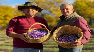 AB tescilli safranın hasadı sürüyor