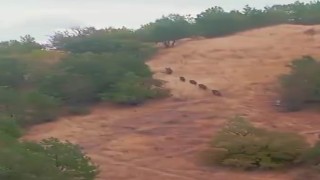 Aç kalan domuz sürüsü yerleşim yerine indi