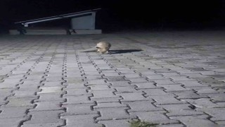 Aç tilki korucu kulübesine geldi, karnını doyurup gitti