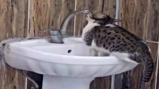 Acil serviste lavaboya çıkan kedi musluğu açıp su içti