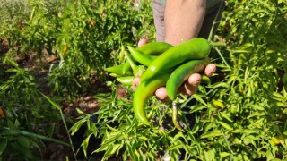 Acısıyla meşhur Kayaca biberinde hasat sona erdi