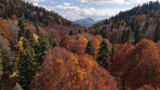 Adanada sonbahar güzelliği: Adeta doğa sanata dönüştü