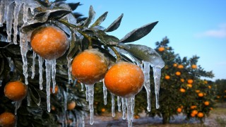 Adanada üreticilere 717 milyon TL zirai don ödemesi