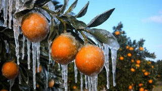 Adana’da Zirai Don Zararını Gören Üreticiye Destek Ödemesi Başladı