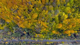 Ağaç tünel yol Safranbolu ve Amasra arasında köprü oluşturuyor