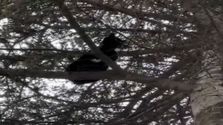 Ağaçta mahsur kalan kedi, itfaiye ekiplerince kurtarıldı