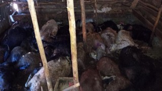 Ağıla yıldırım düştü: 45 küçükbaş hayvan telef oldu