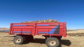 Ağrıda şeker pancarı hasadı devam ediyor