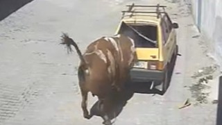 Ahırdan kaçan kızgın boğa, hırsını otomobilden çıkarttı