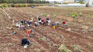Akademik patateslerin hasadı başladı