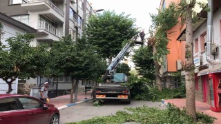 Akdenizde ağaçlara sonbahar bakımı