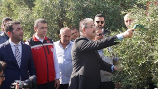 Akyar Mahallesinde Zeytin Hasat Programı Gerçekleştirildi