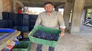 Alaşehirde zeytinde rekolte düşük, kalite yüksek