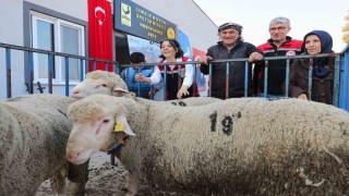Aliağa Belediyesinden üreticiye damızlık koyun desteği