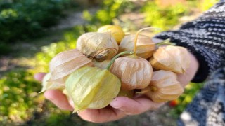 Altın Çilek bereketi pazar tezgahına yansıdı