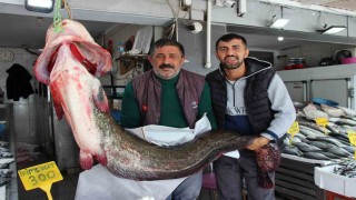 Altınkaya Barajında 85 kiloluk dev yayın balığı yakalandı